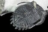 Two Hollardops Trilobites - Fantastic Display #108692-7